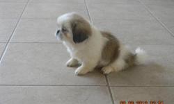 Pekingese puppy,1 male left&nbsp;born on 7/11/2012 very cute , small and fluffy. ready to go. looking for a loving family..
any questions please call or text carlos/maria at --