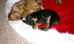3 Male Miniature Pincher puppies championship bloodline. 1 red,1 black & tan,and 1 stag red. Very cute!! Ready right before Christmas.