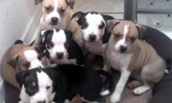 I Have 6 puppies Male n Female
Born Oct 9, 2012
They are half Red Nose Pit and Rat Terrier.
They are soooo cute and all have great personality's!
I'm asking $50.00 for each Puppy
&nbsp;