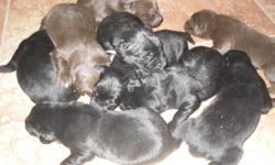 I have a litter of Austrailian Shepherd/Labrador Hybrid puppies that were born on December 5,2010. We have a variety of colors with unique markings. I will be accepting deposits to hold your pick of the litter. The puppies will be 8 weeks old and ready to