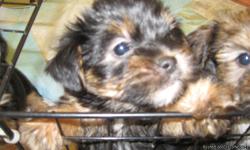 shih Tuz/Yorkies 1-female 1-male 4mos.old need homes NOW!!!! Please call.
