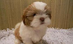 Shih Tzu $400, Bernese Mountain $750, Labs $400, Golden Retreiver $450, Havanese $300, Cockapoos $300, Teacup Yorkies $1250, Yorkshire Terriers $650, and many more breeds and designer mixes all delivered at a reasonable rate soon. 740-575-4994
