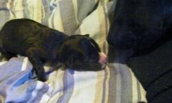 Puppies were born Oct 28/29! The picture posted with this ad is one of the pups that is not going to be available for adoption but it gives an idea of what the pups look like.
The mother is a Great Dane/Bulldog mix and the father is unknown. None of the