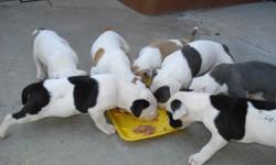 four week old pitbull(azul) puppies for sale!three female puppies at 130 each and four male puppies at 150 each.for more info call# (909)631-0594 or (909)270-8985. se venden 7 cachorros pitbull(azul) de 4 semanas las perritas 130 cada una y los perritos