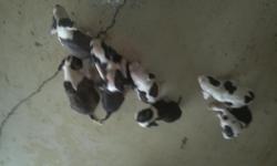 Purebred pitbull puppies looking for a good home.
$150 and its yours.
Call -- ask for Roy