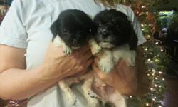 &nbsp;
1boy, 1girl Seven weeks old. Mother a small beagle, father a morkipoo (maltese-yorkie-poodle). Will adopt out at 7 weeks. Hand raised in private home. Not a puppy mill! Choose yours now for the perfect christmas present. dogs, puppies christmas,