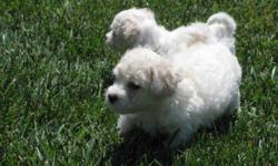 I have male and female puppies. The puppies are 10 weeks old. The parents are Maltese (Mother) and Bichon (Father). Please feel free to call for more information. They are ready to view and are ready for a new home. I can be reached at 858-431-6739