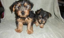 2 male Yorkies; beautiful. 8 wks old; ready to go to a new home, no papers