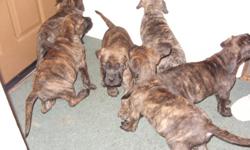 AkC English mastiff pups brindle shots and wormed