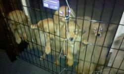 AKC GOLDEN RETRIEVER PUPPIES
for sale
call anytime for further details
561-688-3140
