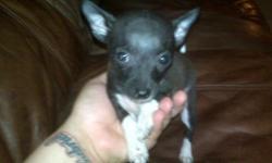 Make an OFFER
2 Chihuahuas: 1 all black female, 1 black with white paws male $250 rehoming fee...
2 White fluffy poddles puppies females $300
One of the poodles puppy has a sty but the inflammation is going down. I'm willing to lower the price dude to the