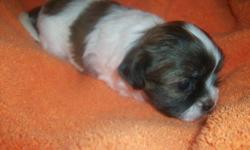Pure breed shih tzu's puppies, female colors: white&brown and white,black & brown. {two left} Mom is a red brindle and father is white with silver. Both parents are smaller than standard, puppies will have their fisrt set of the three puppy