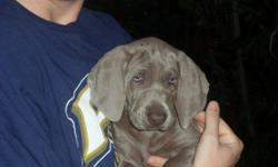 8 Pure Bred Grey haired Puppies
Tails Docked & Dew Claws Removed 7 Dewormed
4 Male/ 4 Females
COLOR:SILVER GRAY'S
EYES: BLUE EYES
Parents: DUKE & LOLA- AKC REGISTERED FOR OVER 6 GENERATIONS.
Born December 13-2010
will go home 02/07/2011
contact: