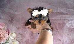 Puppiesforsalesite Puppiesforsalesite
WWW.PUPPIESFORSALESITE.COM
CREDIT CARDS ACCEPTED. OVER 50 CELEBRITIES HAVE PURCHASED PUPPIES FROM ME. VISIT MY WEBSITE WWW.PUPPIESFORSALESITE.COM TO SEE SOME OF THE SMALLEST AND CUTEST PUPPIES IN THE WORLD.