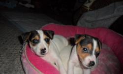 8 wks old jack russels/terriors great markings, ready to go, potty trained..mother has great disposiation and dimenior.I live off main st.easy to get to get to call for directions.
