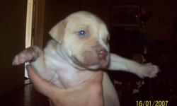 MALE
AMERICAN BULLDOG MIX
GOING TO BE STOUT. HE IS USE TO BE AROUND KIDS
817 341 6539