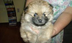 Pomeranian puppy ready for a good home . male . color ; brown and black ,seven weeks old . we don't deliver pick up only