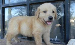 full breed golden retriever puppy
1 female left 7 weeks old, she is registered,dewormed
and first set of shots parents on site
call or text at 956-789-1417