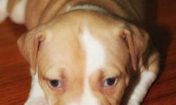 Blue/Red nose female puppy pitbull for sale(7 weeks old)