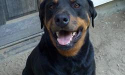 4-year-old rottweiler to good home only. Loves people and great with kids. No cats or livestock. We do not have time to give him the attention he needs.