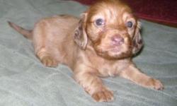Visit http://mini_dachs.home.comcast.net for all puppies for sale. Each adorable puppy is a PURE-BRED CKC miniature dachshund. Long hairs and short hairs are for sale. Each puppy comes crate-trained, up-to-date on vaccinations, and with a health