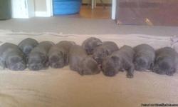 4 Female 4 Male GORGEOUS puppies up for sale. Big heads...short...with short muzzles. Pure Blue with very little white on chests. You will not find dogs of this quality and bloodlines for this price. RazorsEdge/Mikeland/Greyline/Gotti! Check out mom and