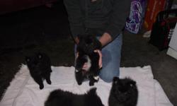 born 11/27/2010 3 males black/white 250.00 each and 1 solid black female 300.00.
Contact JoeT131@aol.com for more information