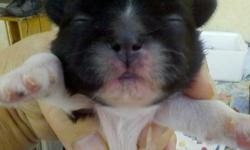 i have some adorable shih tzu pups for sale. two boys and two girls. one gold and black girl , one gold and black boy, they both have some white on their chests. i also have one solid black girl and one black and white boy, with a stripe on his fore head,