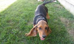 We have a sweet, loveable 3 month old male ACA registered Bassett
Hound for sale. He is a rare black and tan, with a very small stripe
of white on his chest. The only reason we are selling him is because
we just do not have enough time to spend with him.