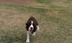 I have a brown and white 8 month female English Springer Spaniel looking for a good home. All shots up to date, not spayed. I am moving to a non pet place and cannot keep her. I am asking $300 OBO. It's a steal, considering what I got her for. She is