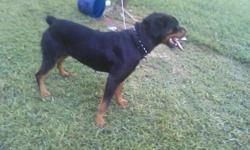 i have a full blooded german rottweiler for sale good with kids and other animals call 931-201-0322 or email me at sweetthing38464@yahoo.com