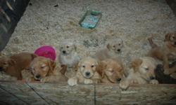 Golden Retriever puppies, 6 boys. Papers and first set of shots.