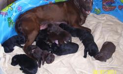 AKC Purebred Labs I currently have 1 male and 1 female Black that are available. These are well mannered dogs, great bloodlines. I hunt the mom and the owner of the dad hunts also. They were born on May 1st so they will be 11 weeks on July 10th. if you