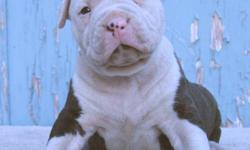 5 UKC Registered Pit Bull Male Puppies up for sale! Real cute!
Text me for more info and pix: 714.321.7150
