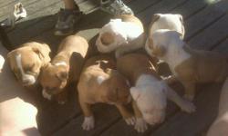 Puppies born 6-11-11, there are 6 females 1 male great bulid beautiful colors, some are tri colored mother is on site pics of father available upon request... Pups have first shots and have been dewormed.