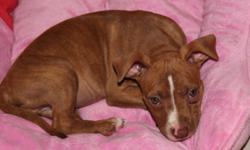 8 week old female rednose fawn &nbsp; text
