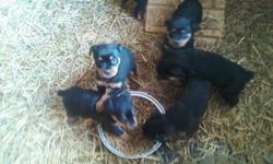 The puppies all come with papers, they were born 10-23-10. They have all there shots as well as dewormed and are from the champion blood line. $800 per puppy.All are vet certified. To reserve your puppy a $200 deposit is required. There is 1 female and 8