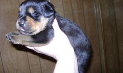 Beautiful Rottweiler puppies. Born June 22,2011. Ready to go Aug 18.2011. We are taking deposits.
3 Males and 2 Females. Large puppies! Tails docked and dew claws removed. They will have shots at 8 weeks.Good German blood lines. Parents on premises.