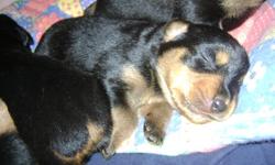 Beautiful pure bred rottweiler puppies! Born June 22,2011. Ready to go the week of Aug 15,2011.
Tails and dew claws removed. They will have there shots and be dewormed at 8 weeks.
We have 3 males and 2 females. Raised in a family enviroment. Purebred w/o