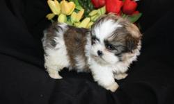 Please call Ruth Bowman@ 717-355-0636 to arrange a meeting with this puppy.. This is an awesome pure Bred Shih-Tzu Puppy (No Papers). She had her vaccinations and worm meds. She carries a health certificate and a Health guarantee. If you are looking for a