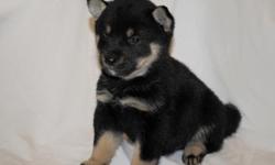 pure breed akc shiba inu puppies available for good homes they are now ready to go to a new home .