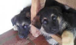 German Shepherd puppies, 8wks old. First set of shots plus dewormed. Asking $300 for Female's & $275 for male's() -....
