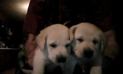 Puppies were born on January 3rd, 2011. They will be ready for rehoming Mid Febuary. Mom and Dad are my families babies. I have 3 kids and 3 labs and 2 cats. So they come from a loving a fun home. THey will need plenty of exercise and love
