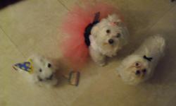 I have a litter of pure breed Maltese. 5 boys and 1 female. The puppies are going to be available after 2/9/2011. If you are interested give me a call at 650-421-3924 and ask for Raquel. In one of the pictures, I include an image of the parents. If you