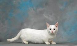 First ILL start with the PRICE IS
Negotiable
. Many people don't know what a "munchkin" cat is. They are a fairly new breed to the world of cats they come in all colors and can range from on the large size to 6 pounds to the mini 2-3 pounds. Kiah the cat