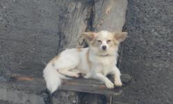 I have a beautiful&nbsp;Silver/tan colored papered 4 year old&nbsp;male papillon.&nbsp; Very smart and sweet personality.
&nbsp;Guarantee liter if your female does not take will get a breeding in her next cycle.