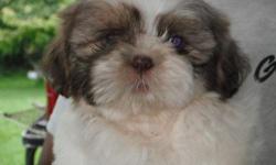 Pure Breed Shih-Tzu Puppies 9 weeks old, vet checked and 2nd shots.
3 Males, Available NOW. Call 808-937-8452