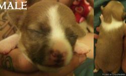 Our purebred chihuahua's just had some beautiful pups! One male grey and white. 3 Female white and tan. Tha dad is snow white and the mom is black with a little white.You may see Mom and dad if you like. Call 623-939-0256 to set up a viewing of parents
