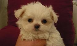 Maltese puppys males and females, 5-5.5 lbs when full grown, pure white no tan spots georgous babydoll faces they come with shots and deworming and puppy packet, these puppies are of the best of quality and I have both parents of the litter for you to