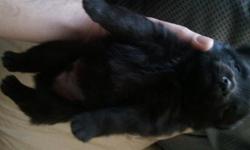 Loveable pups That get along with children if raised as a pup within the household. Extremely loving dogs and great for house additions. Even get along with cats. Extremely cute. They're 3 weeks old.
3 females, 4 males
3 black with white chest
1 black,